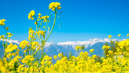 Народные приметы на 12 июня: что можно и нельзя делать в этот день