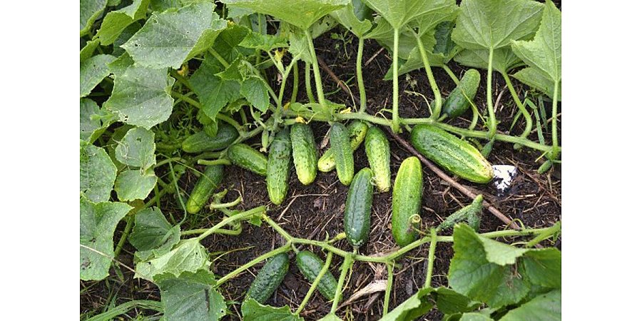 Огурцам – йод, а вредителям – бой