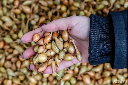 Знаете ли вы, когда лучше сажать лук севком?