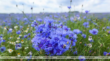 До +26°С и умеренный ветер прогнозируются сегодня в Беларуси