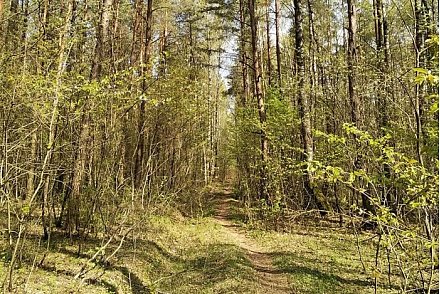 «Зеленым» остался только один район. Ограничения на посещение лесов введены по всей Беларуси