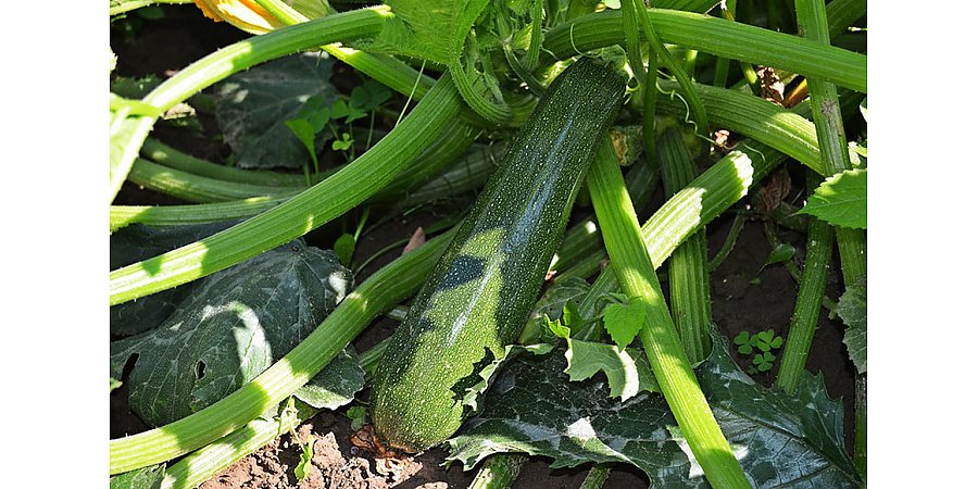 Чем полезны кабачки, рассказала специалист