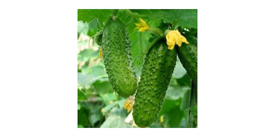 Йод и зеленка увеличивают урожай