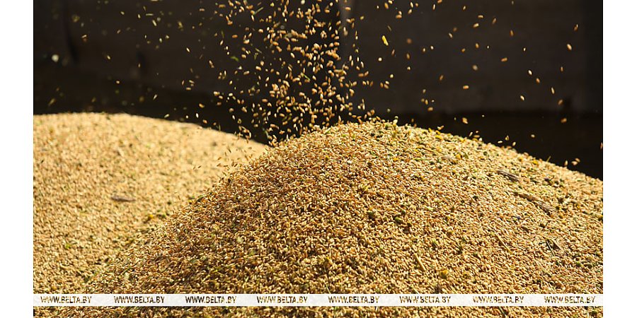 Белорусские аграрии намолотили более 10,9 млн тонн зерна с учетом рапса и кукурузы
