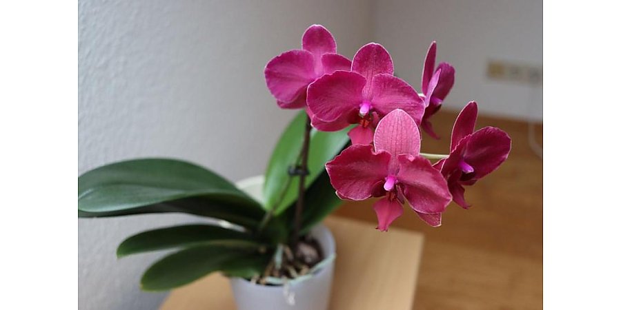 Обмакните орхидею в этот раствор – и она выпустит цветоносы один за другим