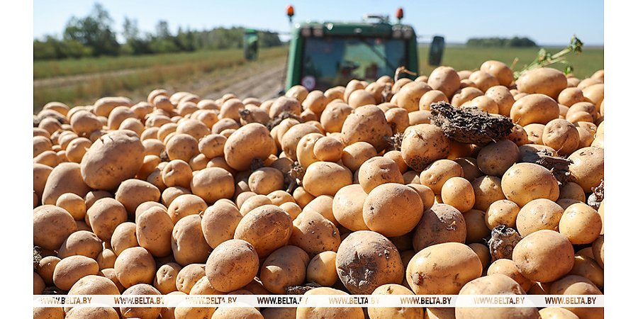 Картофель в Беларуси убран с 58% площадей