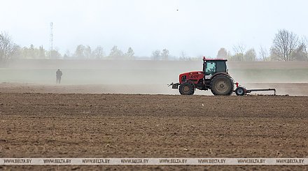 В Беларуси засеяли больше половины от запланированных площадей кукурузы