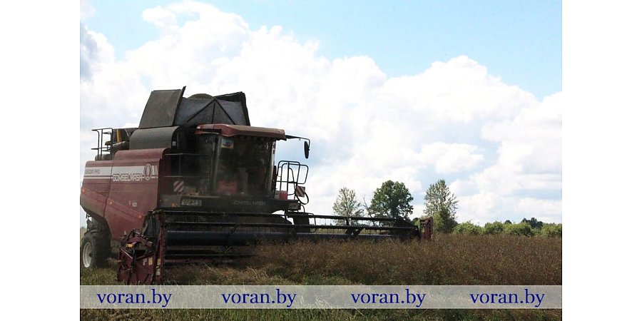 Зерновой клин Вороновщины. Яровой ячмень убран на 58% площадей 