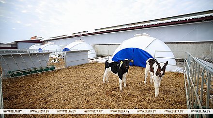 "Комплекс построили, все зачистили - распишись". Александр Лукашенко о подходах в наведении порядка на селе