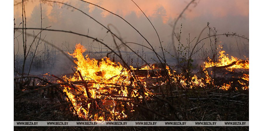 В Беларуси стартовал пожароопасный сезон - гослесохрана приступила к ежедневным дежурствам