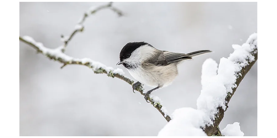 Испеките печенье и приготовьте сбитень: народные приметы на 27 февраля