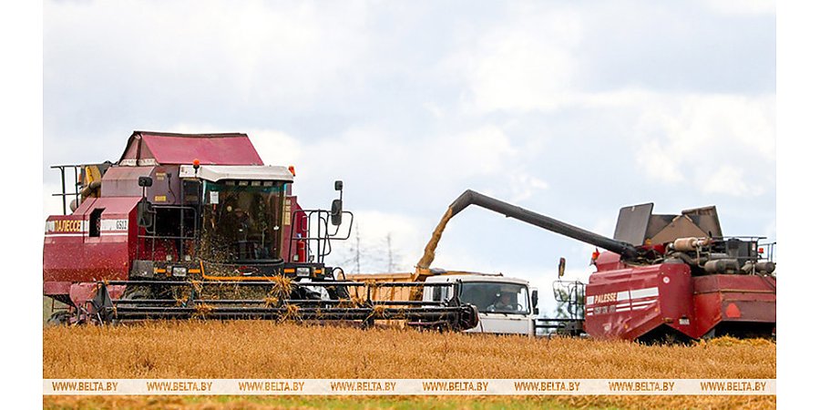 Свыше 9,9 млн тонн зерна с рапсом и кукурузой намолочено в Беларуси