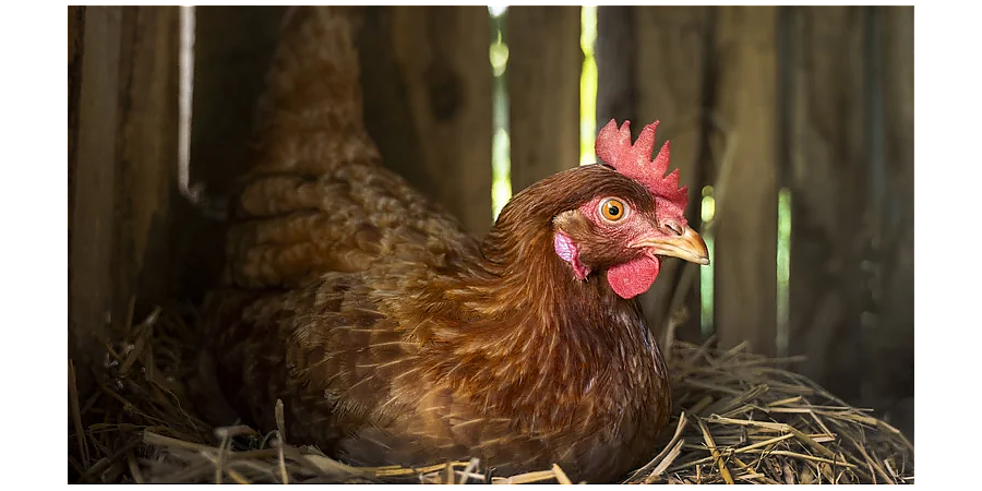 Оберегайтесь Василиска в Куриный праздник: народные приметы на 15 января