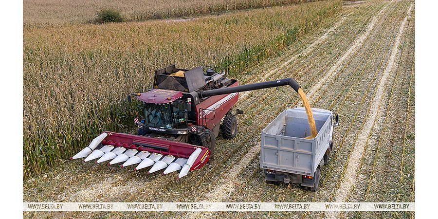 Свыше 10,1 млн тонн зерна с рапсом и кукурузой намолотили в Беларуси 