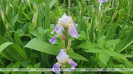 Теплая погода с дождями и грозами ожидается в Беларуси 11 июня