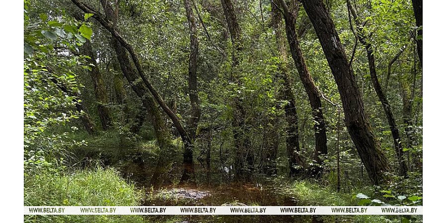 Порывистый ветер, в некоторых районах грозы. Какая погода ожидается сегодня в Беларуси 