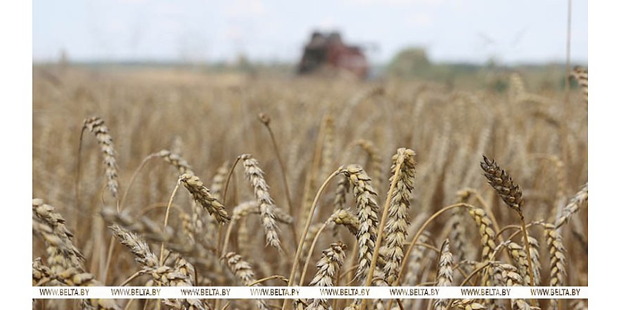 Зерновые и зернобобовые культуры с кукурузой в Беларуси убраны с 94% площадей