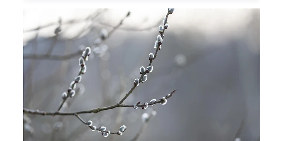 Приготовьте кашу с медом: народные приметы на 10 марта