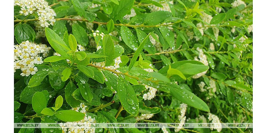 Облачная погода с дождями и грозами ожидается сегодня в Беларуси