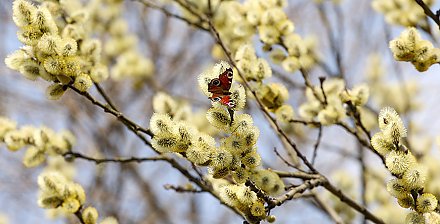 Когда в Беларусь придет настоящее тепло? Прогноз на неделю 27 апреля – 3 мая от Дмитрия Рябова