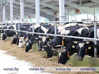 Курс — на увеличение продуктивности. Приоритеты деятельности в сфере животноводства Вороновского района определили во время подведения итогов за I полугодие