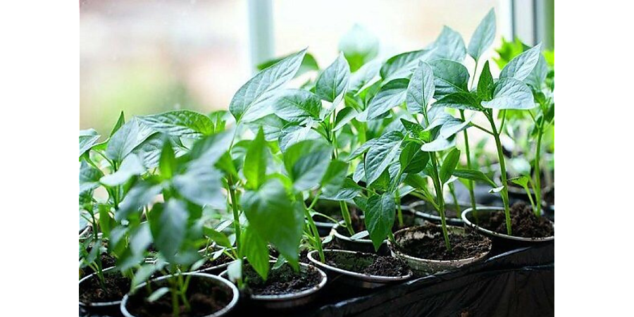 Чем подкормить рассаду перца на окне, чтобы росла здоровой, крепкой и толстенькой