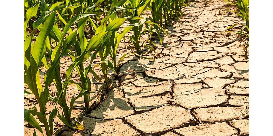 Беларусь ожидает длительная засуха