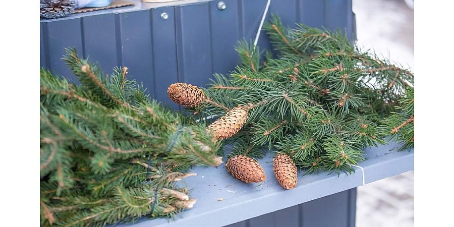 Уже пора? Как утилизировать новогоднюю елку