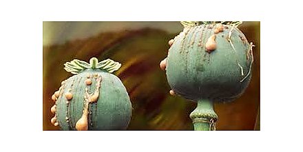 Фокус на мак