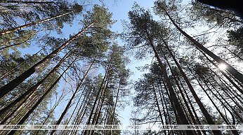 В трех районах Гродненской области введен полный запрет на посещение лесов