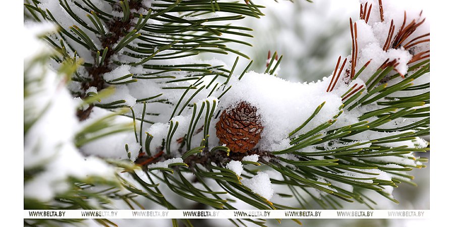 Слабую метель и до -6°С прогнозируют в Беларуси 3 января