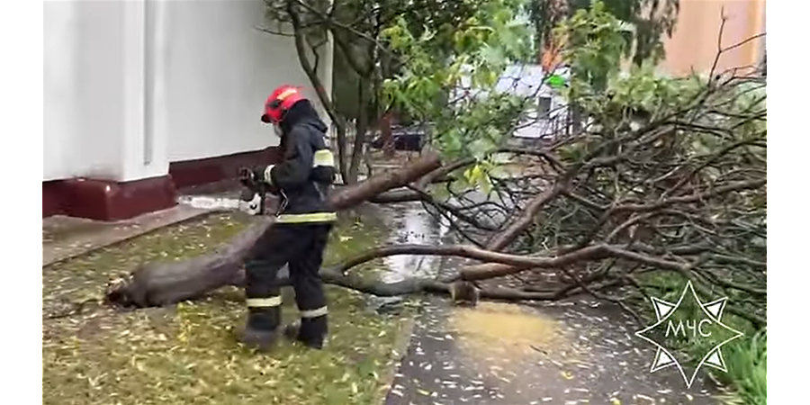 В Гродненской области зафиксированы случаи падения деревьев в четырех районах