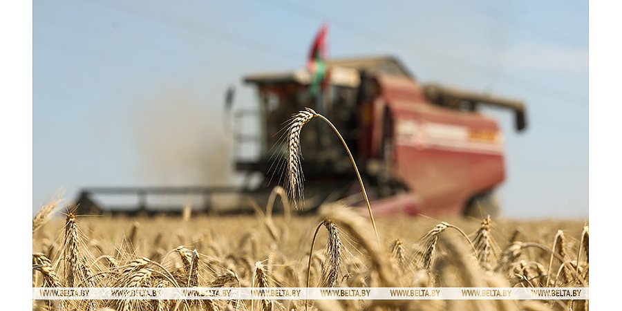 В Беларуси намолотили 8,2 млн тонн зерна