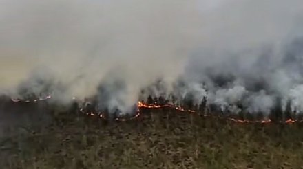 МЧС ликвидирует лесной пожар в Вороновском районе