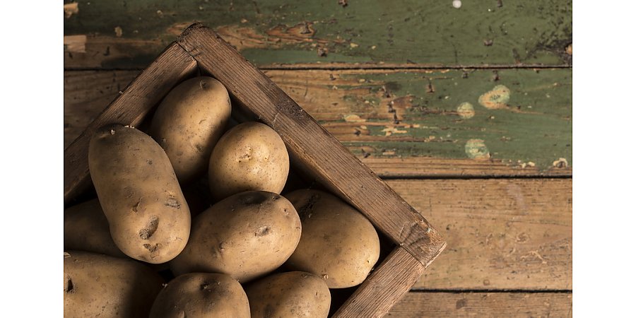 Когда лучше сажать картофель в 2026 году
