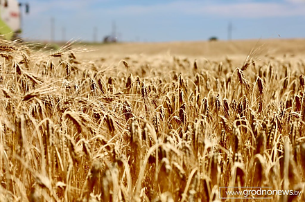 В Беларуси намолочено 11 миллионов 144 тысячи тонн зерна с учетом рапса и кукурузы