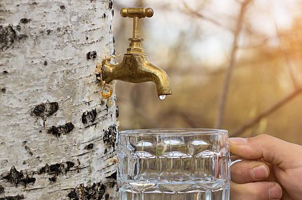 С фантой, квасом и тмином. Как заготовить березовый сок – три необычных рецепта