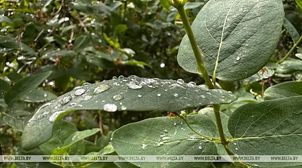 Кратковременные дожди, местами грозы. Какой будет погода в Беларуси 16 сентября