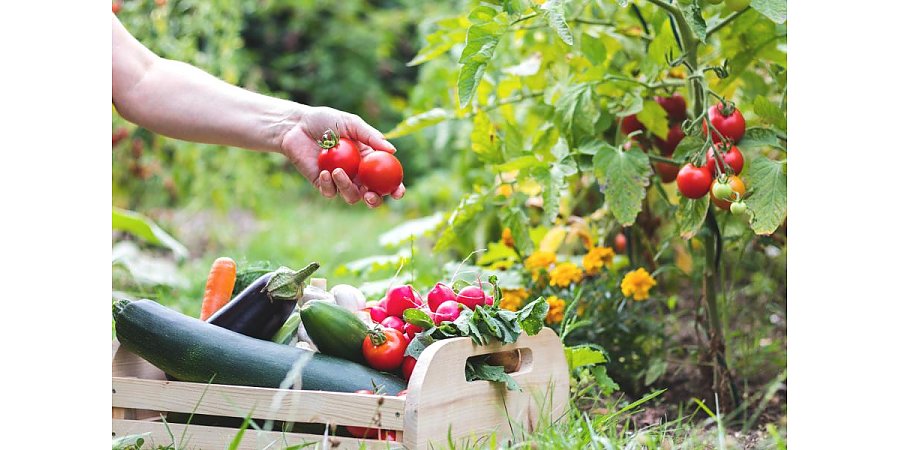Экологически чистые овощи: Как правильно выбрать сорта для органического земледелия и избежать ошибок?