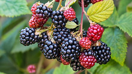 Народные приметы на 4 августа 2025 года: что можно и нельзя делать в этот день