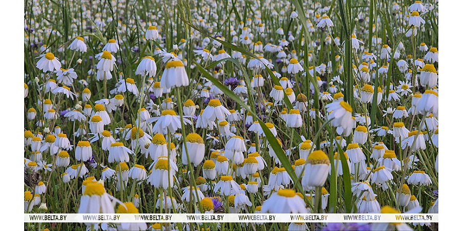 Малооблачно, без осадков. Какой будет погода в Беларуси сегодня