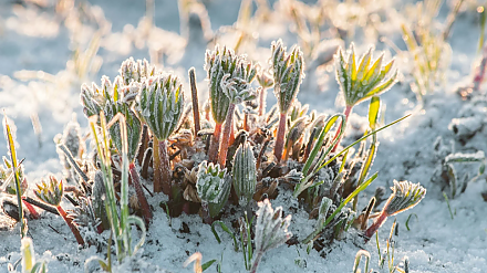 В первый день весны запомните сон: народные приметы на 1 марта