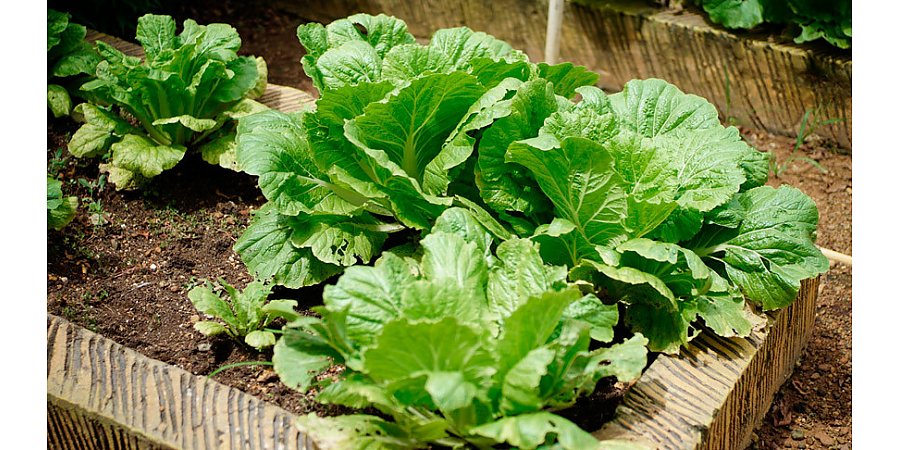 Надоело полоть? Несколько способов, которые позволят заниматься этим гораздо реже