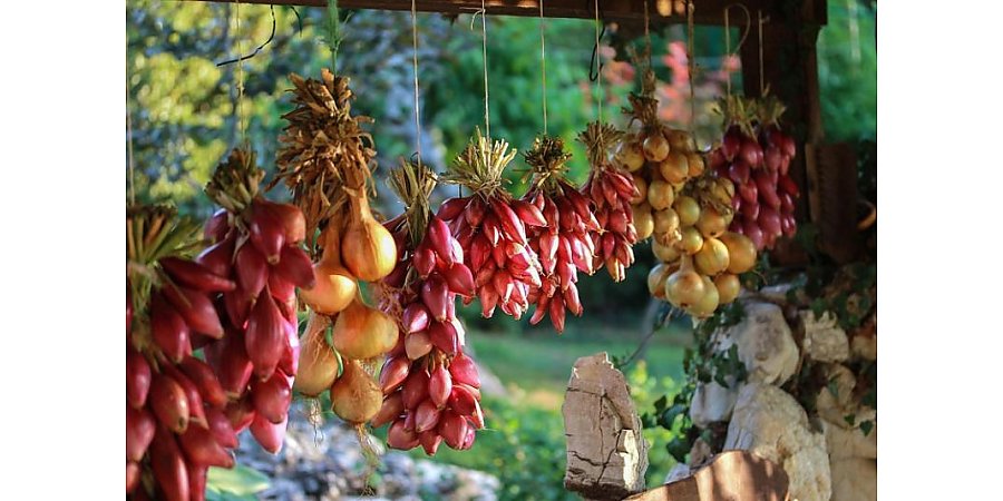 Когда сажать лук в 2026 году – лучшие дни для посева весной