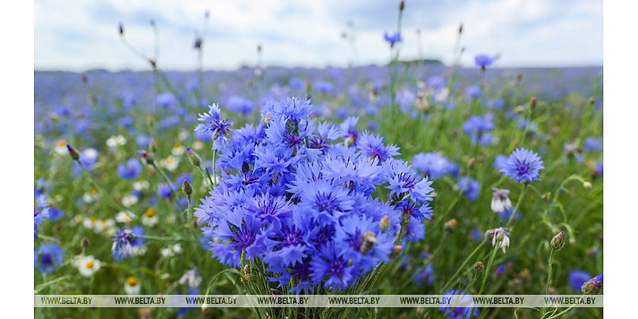 До +26°С и умеренный ветер прогнозируются сегодня в Беларуси