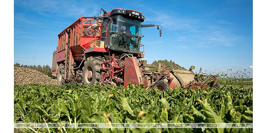 Более 4 млн тонн сахарной свеклы собрано в Беларуси