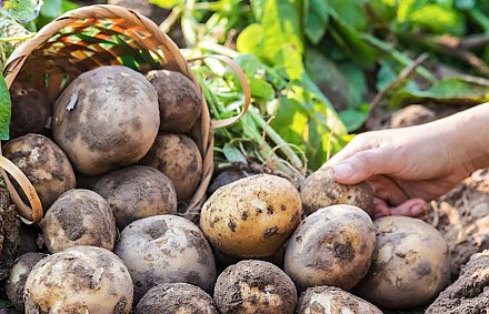 Чем обработать семенной картофель перед посадкой?