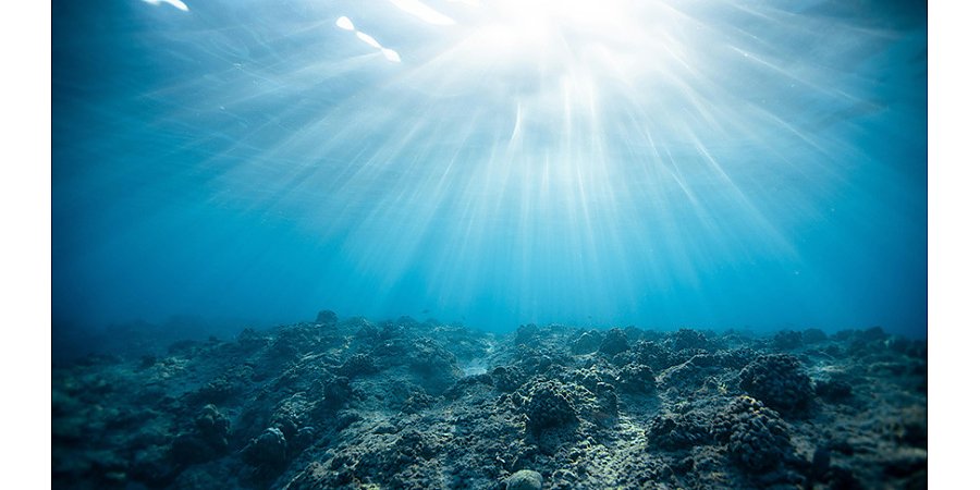 Ученые из Аргентины обнаружили десятки новых видов обитателей океана