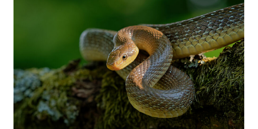 Спустя 300 тыс. лет из-за потепления в Британию вернулись эскулаповы змеи