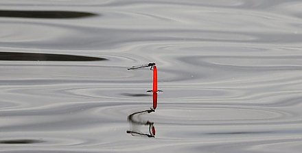 Запрет на лов судака ввели в Беларуси